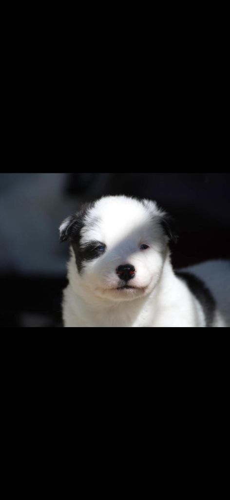 Land Of Snow - Chiots disponibles - Laika de iakoutie