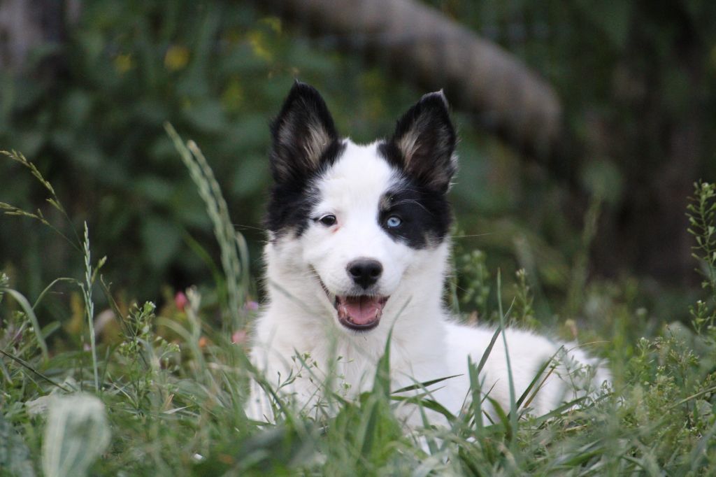 Land Of Snow - Chiots disponibles - Laika de iakoutie