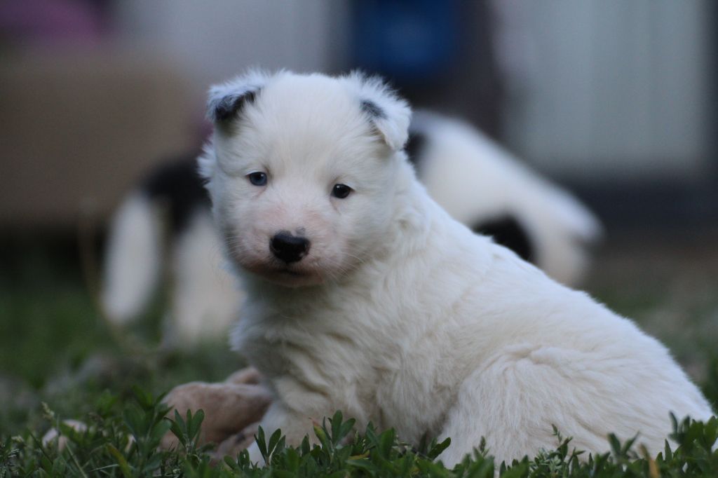 Land Of Snow - Chiots disponibles - Laika de iakoutie