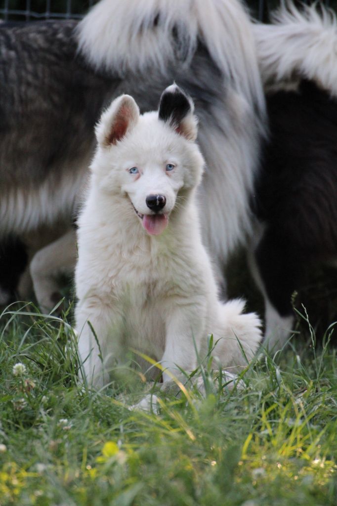 Land Of Snow - Chiots disponibles - Laika de iakoutie