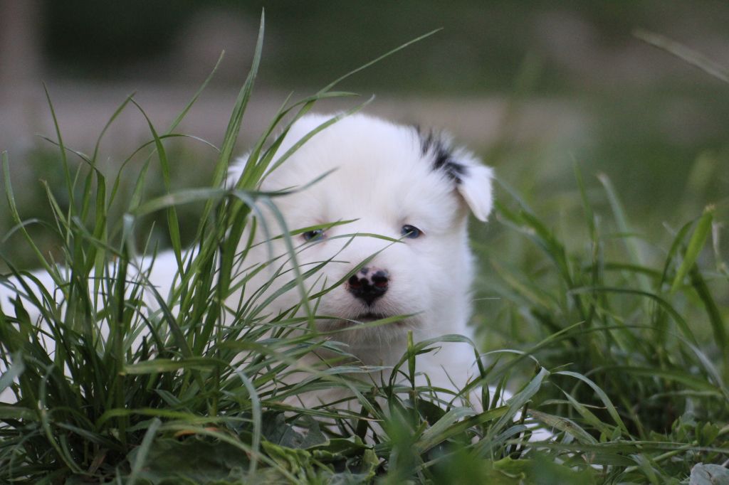Land Of Snow - Chiots disponibles - Laika de iakoutie