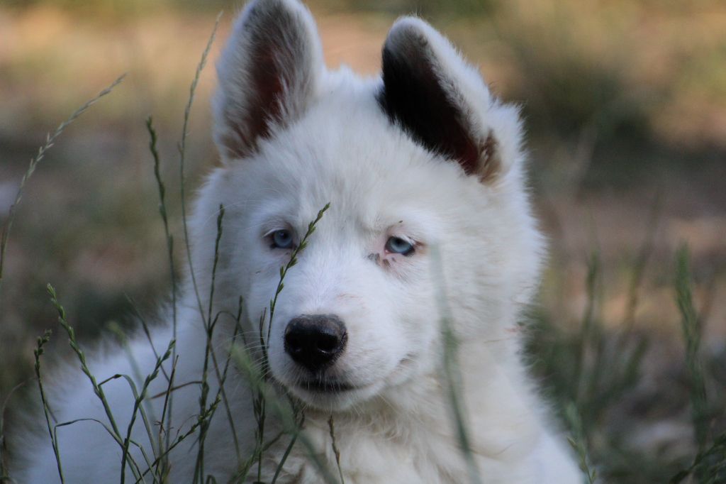 Land Of Snow - Chiots disponibles - Laika de iakoutie