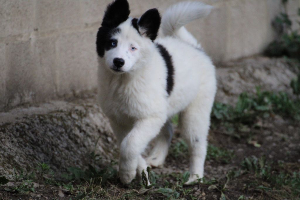 Land Of Snow - Chiots disponibles - Laika de iakoutie