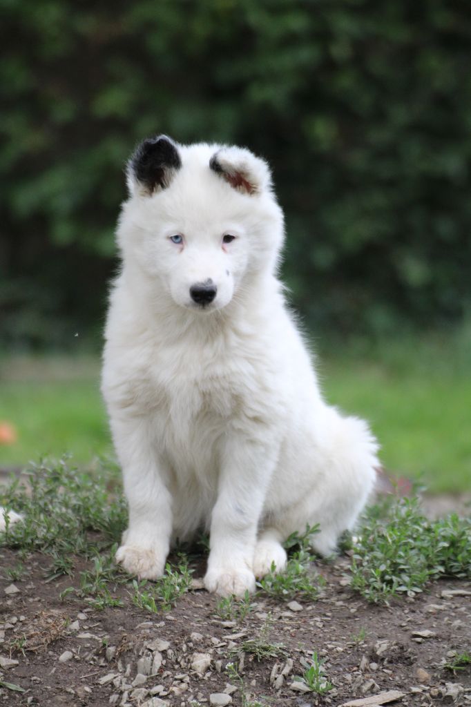 Land Of Snow - Chiots disponibles - Laika de iakoutie