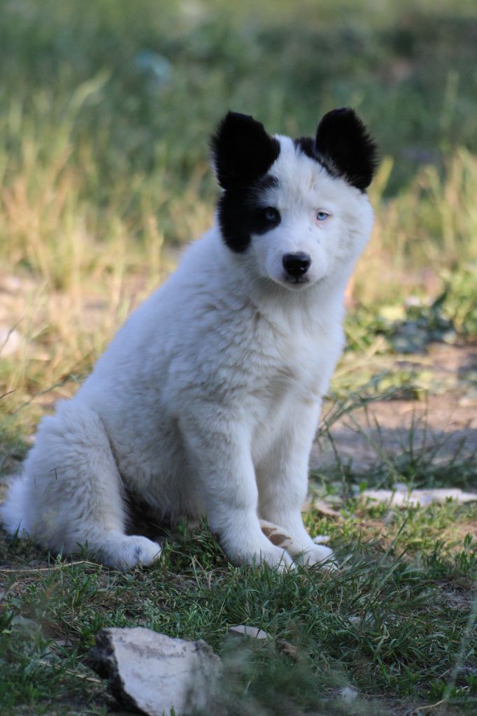Land Of Snow - Chiots disponibles - Laika de iakoutie