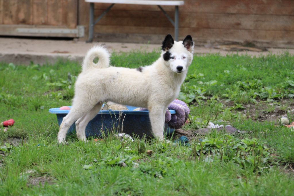 Land Of Snow - Chiots disponibles - Laika de iakoutie