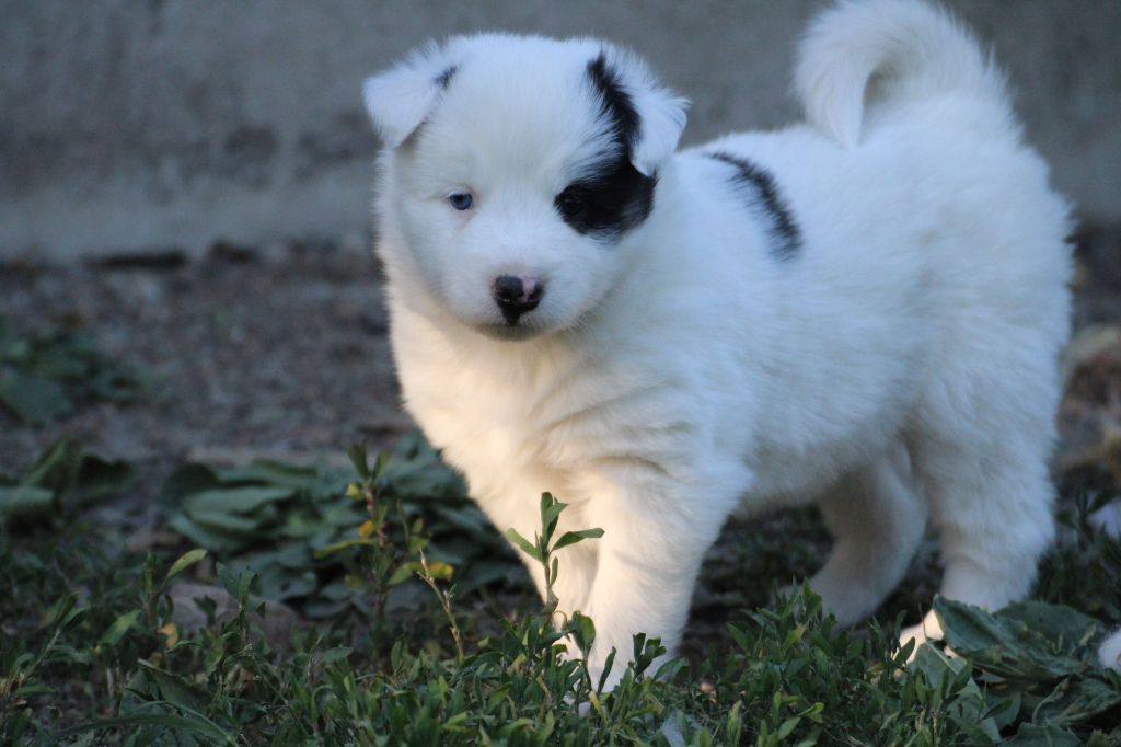 Land Of Snow - Chiots disponibles - Laika de iakoutie