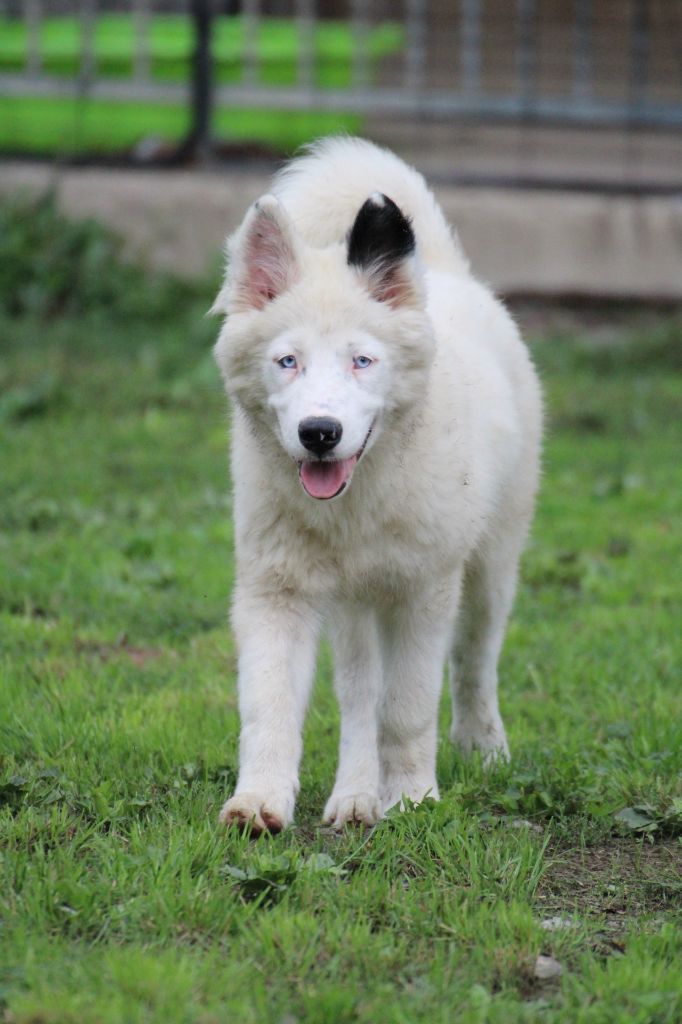 Land Of Snow - Chiots disponibles - Laika de iakoutie