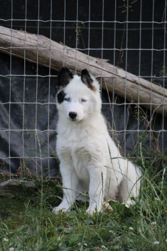 Land Of Snow - Chiots disponibles - Laika de iakoutie