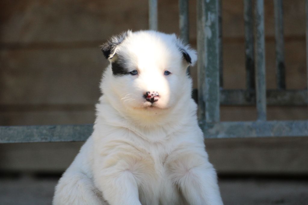 Land Of Snow - Chiots disponibles - Laika de iakoutie