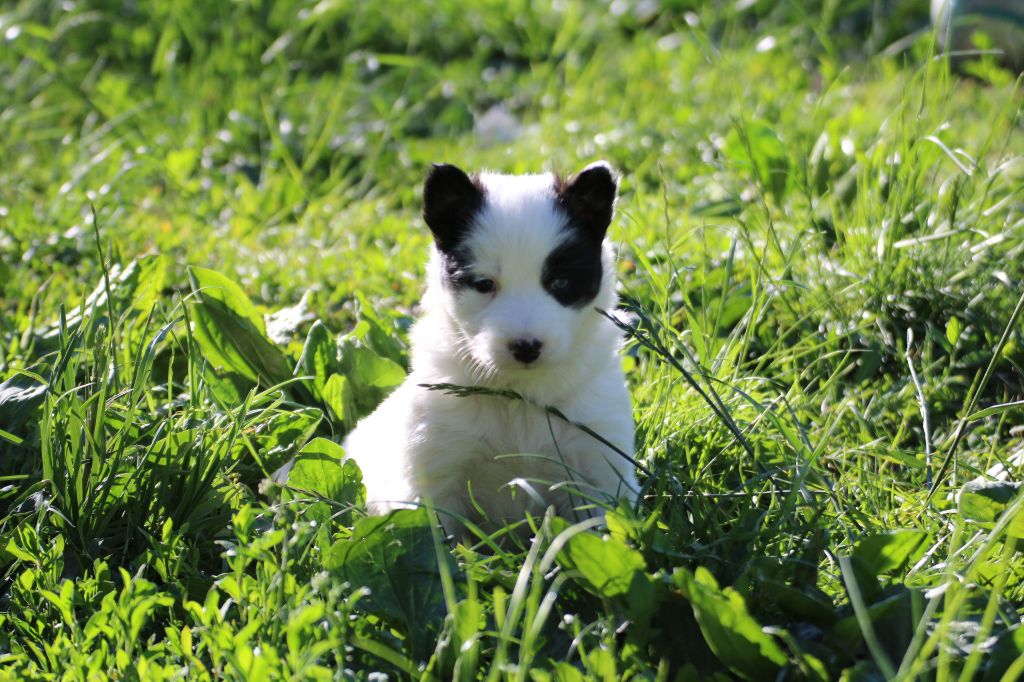 Land Of Snow - Chiots disponibles - Laika de iakoutie